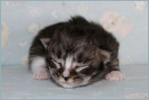 Male Siberian Kitten from Deedlebug Siberians